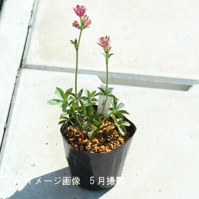 アストランティア ベニス 10.5cmポット苗 アストランチア/再入荷/※6/10
