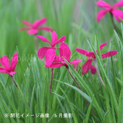 超目玉売れ筋no 1 の山の花屋 7 5cmポット2球仮植え苗100ポットセット ドナルドマン Attuzakura 75p100 紫桜館 通販 山野草 宿根草 耐寒性多年草 紫桜館 100ポット アッツザクラ 山野草