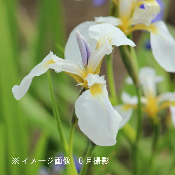 白花ヒオウギアヤメ 10.5cmポット苗 山野草/耐寒性多年草/檜扇文目