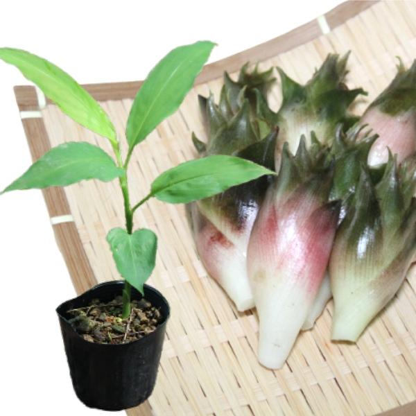 ミョウガ苗　2株　専用 2ポット)晩生ミョウガ 9〜10.5cmポット苗2ポットセット 山菜苗/耐寒性