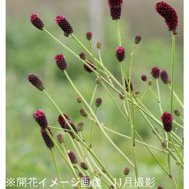 100ポット 晩秋咲きワレモコウ 10 5cmポット苗100ポットセット 山野草 耐寒性多年草 吾亦紅 サンギソルバ 3 11芽吹き始め 販売 Bannware100p 紫桜館 通販 盆栽 苔玉 山の花屋 直営の公式通販サイトの