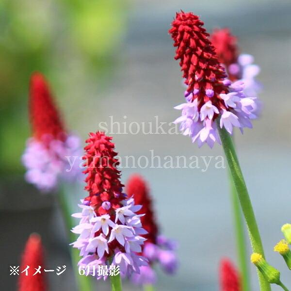 1ポット プリムラ ビアリー 9cmポット苗 宿根草 耐寒性多年草 穂咲き桜草 Biari 紫桜館 山の花屋 通販 Yahoo ショッピング