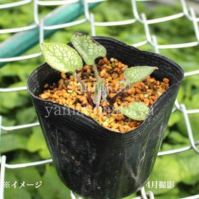 ブルンネラ ジャックフロスト 10.5cmポット苗 ブルネラ/新商品/※今季