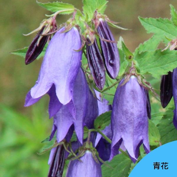 宿根草セット： ホタルブクロ 6種各1ポットセット【青花・絞り咲き