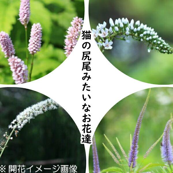 山野草セット 猫の尻尾みたいなお花達 4種各1ポットセット 蝦夷イブキトラノオ オカトラノオ サラシナショウマ クガイソウ 7 5葉が展開中 Cattail Set 紫桜館 山の花屋 通販 Yahoo ショッピング