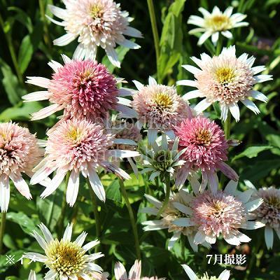 エキナセア チェリーフラフ 9〜10.5cmポット苗 宿根草/耐寒性多年草/新