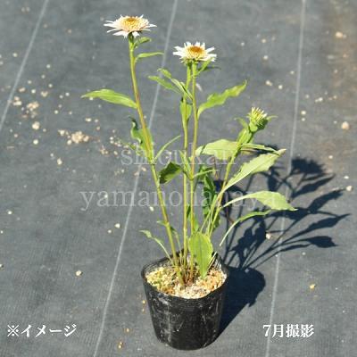 エキナセア チェリーフラフ 9〜10.5cmポット苗 宿根草/耐寒性多年草/新