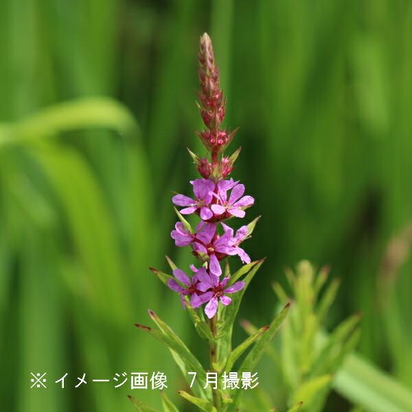 Rakuten 100ポット エゾミソハギ 9cmポット苗100ポットセット 山野草 耐寒性多年草 蝦夷禊萩 Ezomiso100p 紫桜館 山の 花屋 通販 Yahoo ショッピング 全国組立設置無料 Www Maxipiso Com Ar