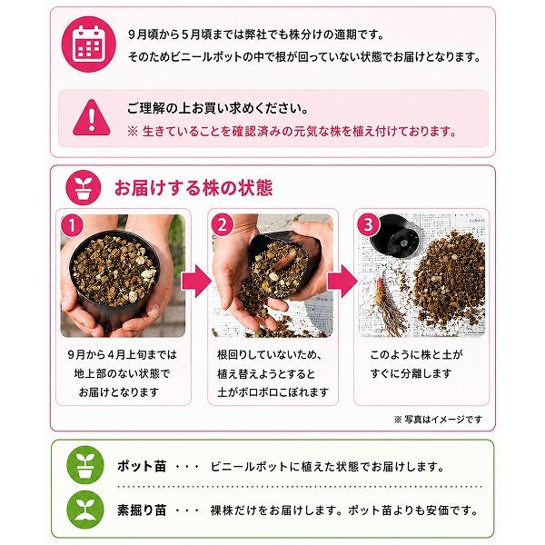 2ポット)ゲラニューム ロザンネイ 9cmポット苗2ポットセット