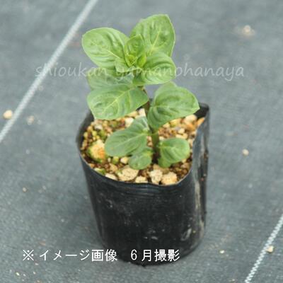 2ポット)日本ハッカ 9cmポット苗2ポットセット 山野草/耐寒性多年草