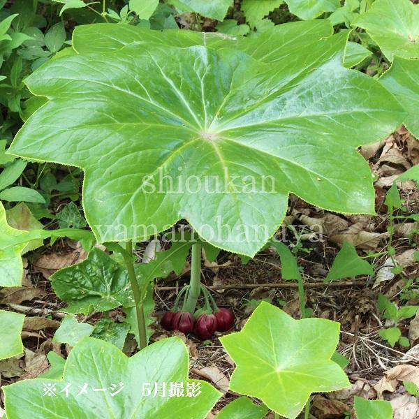 台湾ハッカクレン 10.5cmポット苗 1芽植え/六角蓮/又咲き八角蓮/※休眠
