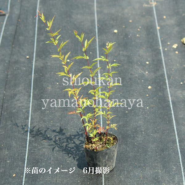 即発送可 黄花センダイハギ 9cmポット苗100ポットセット 山野草/耐寒性多年草/※今季開花終了 6/17葉が茂っています 花、ガーデニング (5ポット)ムラサキセンダイハギ 9cmポット苗5ポットセット 宿根草 耐寒性多年草 青花センダイハギ ※今季開花終了 1葉が茂っています