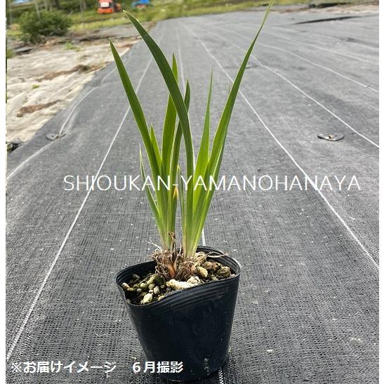1ポット ヒオウギアヤメ 10 5cmポット苗 山野草 耐寒性多年草 檜扇文目 菖蒲 Hiougi 紫桜館 山の花屋 通販 Yahoo ショッピング