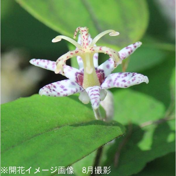 1ポット ヤマジノホトトギス 9 10 5cmポット苗 山野草 耐寒性多年草 山路杜鵑草 今季開花終了 休眠に入りました Hototo10 紫桜館 山の花屋 通販 Yahoo ショッピング