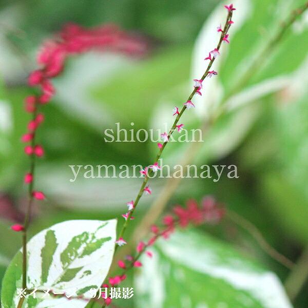 斑入りミズヒキ 9cmポット苗 山野草/耐寒性多年草/斑入り水引/※休眠