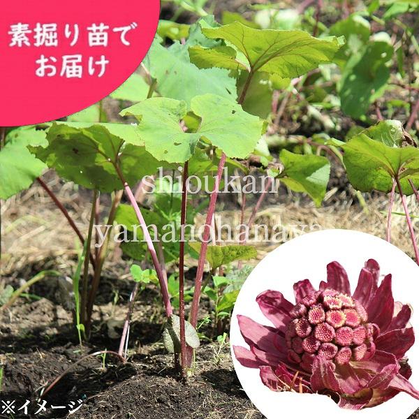 100株 赤花フキノトウのフキ苗 素掘り苗100株 山菜苗 11月日からお届け開始 Www Dayanalangaro Com Br