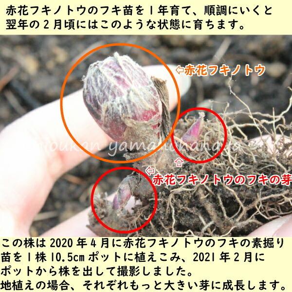 New限定品 100株 赤花フキノトウのフキ苗 素掘り苗100株 山菜苗 22年収穫見込み株 11月26日お届け開始 工房直送価格 Tiendabudada Com