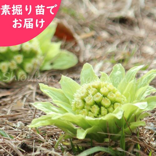 1000株 フキノトウ 素掘り苗1000株 山菜苗 蕗の薹 23年収穫見込み
