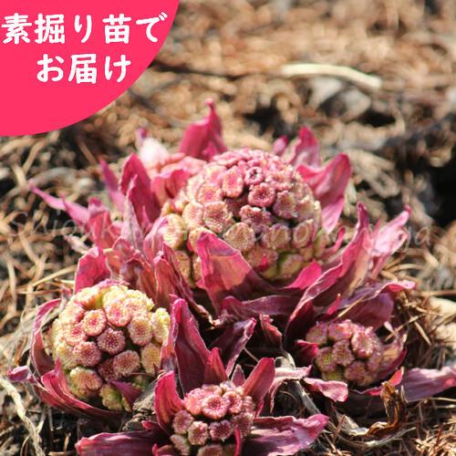 5芽 赤花フキノトウ 素掘り苗5芽 山菜苗 赤花蕗の薹 23年収穫見込み株 11月25日お届け開始 Hukired6 紫桜館 山の花屋 通販 Yahoo ショッピング