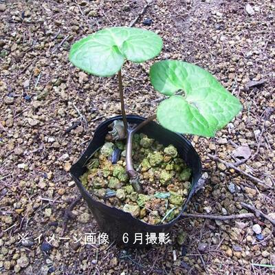 フタバアオイ 9cmポット苗 山野草/耐寒性多年草/二葉葵/カンアオイ/再