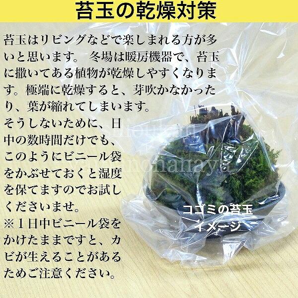 苔玉：イブキジャコウソウの香る苔玉　 芳香あり/伊吹麝香草/モスボール/インテリア/※5/18葉が展開中｜shioukan-hanaya｜05