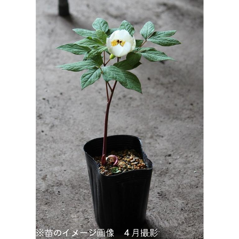 1ポット 黄花系ヤマシャクヤク 12cmポット苗 山野草 耐寒性多年草 山芍薬 Iyamasyaku 紫桜館 山の花屋 通販 Yahoo ショッピング