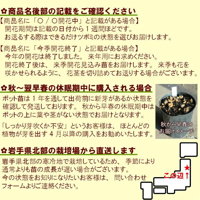 1ポット 黄花系ヤマシャクヤク 12cmポット苗 山野草 耐寒性多年草 山芍薬 Iyamasyaku 紫桜館 山の花屋 通販 Yahoo ショッピング