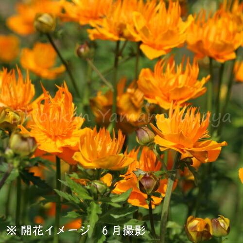100ポット カンムリキンバイ 9cmポット苗100ポットセット 宿根草 耐寒性多年草 トロリウス 冠金梅 今季開花終了 Kanmuri100p 紫桜館 山の花屋 通販 Yahoo ショッピング
