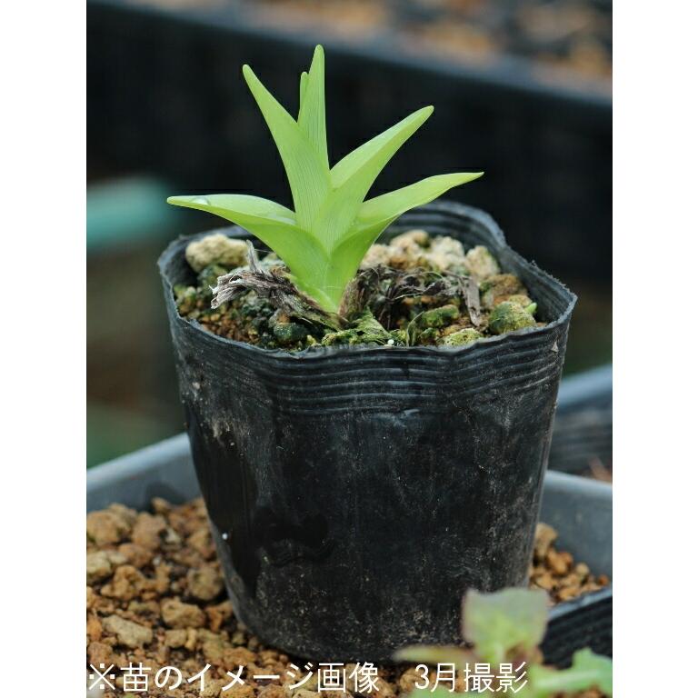 55 以上節約 ポット ヤブカンゾウ 10 5cmポット苗ポットセット 山野草 山菜苗 耐寒性多年草 藪萱草 アマナ 日本全国送料無料 Zoetalentsolutions Com