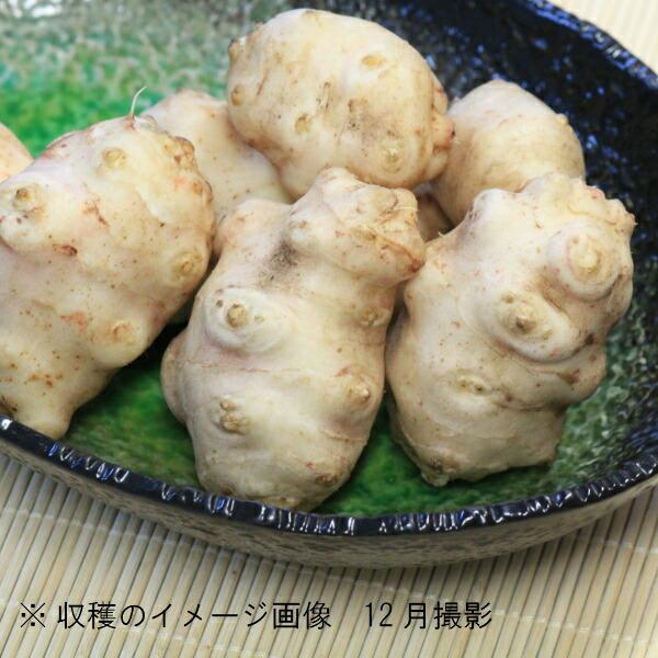 山菜苗セット ムラサキキクイモとキクイモ ２色各５個セット 岩手県産 菊芋 フランスキクイモ 生芋 栽培期間中農薬不使用 山菜苗 土付き 12月3日お届け開始 Kikuimo Purplewhite 紫桜館 山の花屋 通販 Yahoo ショッピング