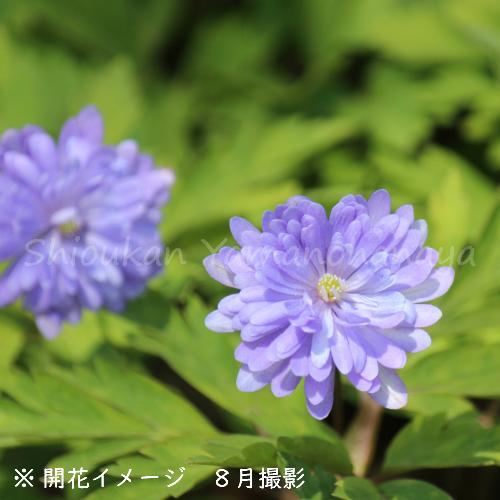 1ポット 青花八重咲きキクザキイチゲ 瑠璃手毬 9 10 5cmポット苗希少種 山野草 菊咲一華 菊咲一輪草 アネモネ 今季開花終了 6 4休眠に入りました Kikuzakiaoyae1 紫桜館 山の花屋 通販 Yahoo ショッピング