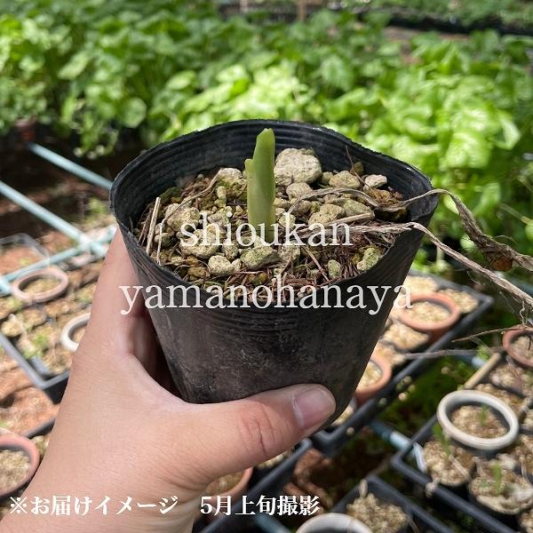 1ポット クモキリソウ 9 10 5cmポット苗 山野草 耐寒性多年草 雲切草 Kumokiri10 紫桜館 山の花屋 通販 Yahoo ショッピング