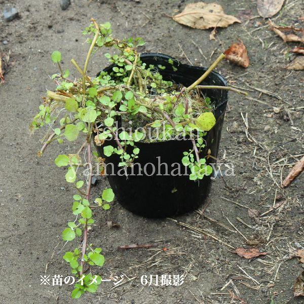 1ポット クレソン 10 5cmポット苗 湿地性植物 オランダガラシ Kureson9 紫桜館 山の花屋 通販 Yahoo ショッピング