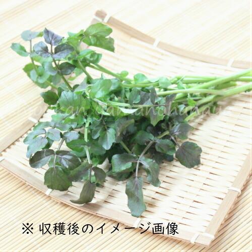 1ポット クレソン 10 5cmポット苗 湿地性植物 オランダガラシ Kureson9 紫桜館 山の花屋 通販 Yahoo ショッピング