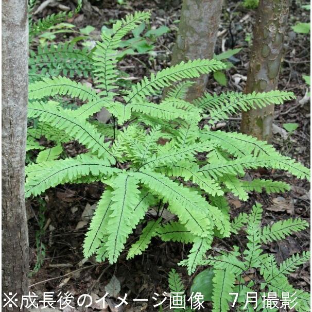 新着商品 ポット クジャクシダ 10 5cmポット苗ポットセット 山野草 シダ植物 孔雀羊歯 クジャクソウ 新品即決 Zoetalentsolutions Com