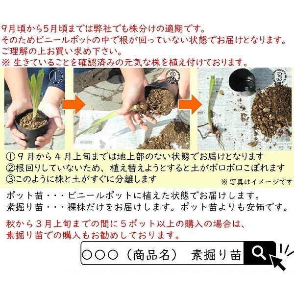 1ポット マコモタケ 12cmポット苗 山菜苗 湿地性多年草 真菰筍 ヒロハマコモ Makomo 紫桜館 山の花屋 通販 Yahoo ショッピング