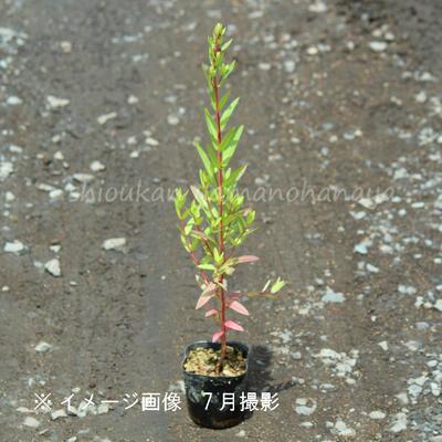 高い素材 ポット ミソハギ 9cmポット苗ポットセット 山野草 湿地植物 耐寒性多年草 禊萩 精霊花 期間限定送料無料 Zoetalentsolutions Com