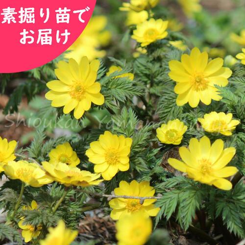 株 ミチノクフクジュソウ 素掘り苗株 希少種 山野草 陸奥福寿草 23年開花見込み株 入荷済み 出荷は2 15まで 取置き承ります Mitihuku 紫桜館 山の花屋 通販 Yahoo ショッピング