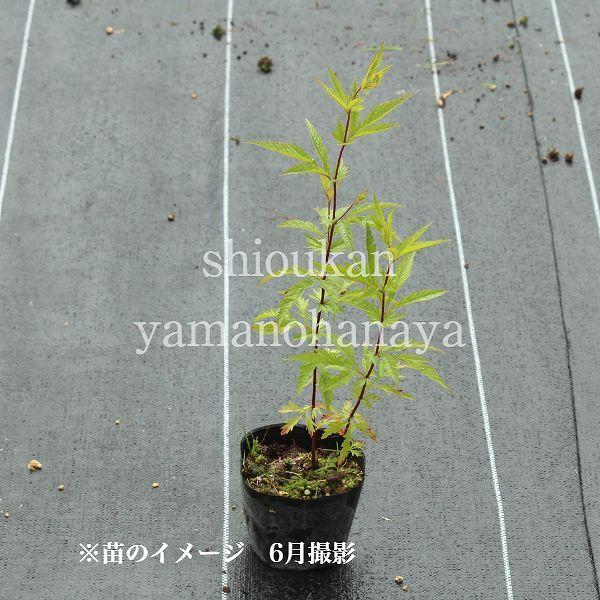 ポット ミツバシモツケ 9cmポット苗ポットセット 耐寒性宿根草 ギレニア Mitubasimo40 紫桜館 山の花屋 通販 Yahoo ショッピング