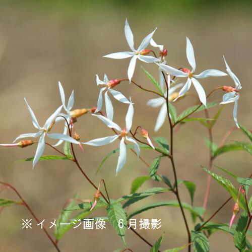 ミツバシモツケ苗　花の苗　花苗 ミツバシモツケ 9〜10.5cmポット苗 耐寒性宿根草/ギレニア/※今季開花