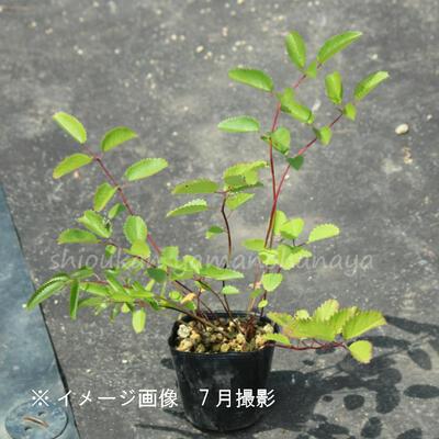 (1ポット)濃色長穂赤花ワレモコウ　10.5cmポット苗　 山野草/耐寒性多年草/吾亦紅/サンギソルバ/※5/8葉が展開中｜shioukan-hanaya｜03