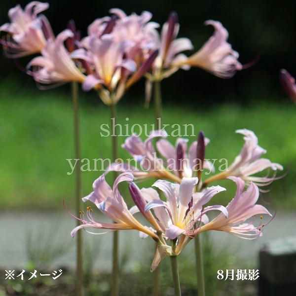 1ポット ナツズイセン 10 5cmポット苗 山野草 リコリス 夏水仙 ヒガンバナ Natuzui10 紫桜館 山の花屋 通販 Yahoo ショッピング