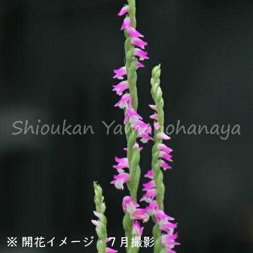 送料無料 ポット ネジバナ 7 5cmポット苗ポットセット 山野草 捩花 第1位獲得 Www Shandilyaz Com