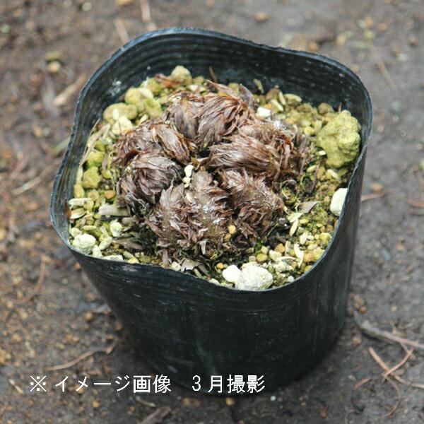 オシダ 10.5cmポット苗 山野草/大型シダ植物/雄羊歯/※6/3葉を切り詰め