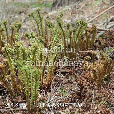 オシダ 10.5cmポット苗 山野草/大型シダ植物/雄羊歯/※6/3葉を切り詰め