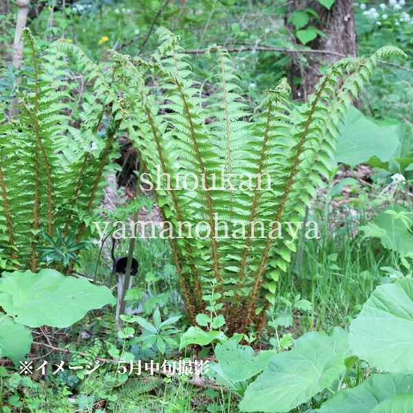 オシダ 10.5cmポット苗 山野草/大型シダ植物/雄羊歯/※6/3葉を切り詰め