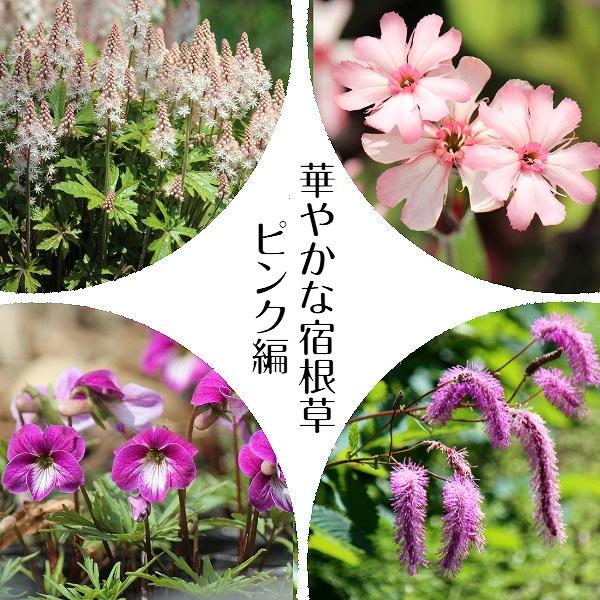 宿根草セット 華やかな宿根草ピンク編４種各１ポットセット Pink Flowerset 紫桜館 山の花屋 通販 Yahoo ショッピング