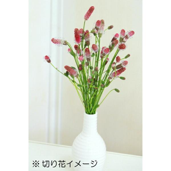 1ポット ピンクタンナワレモコウ 10 5cmポット苗 山野草 宿根草 耐寒性多年草 吾亦紅 Pinkware 紫桜館 山の花屋 通販 Yahoo ショッピング