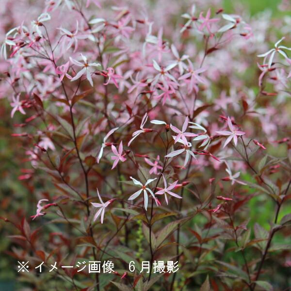 桃花ミツバシモツケ`ピンクプロフュージョン' 9〜10.5cmポット苗 新