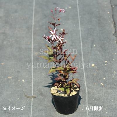 桃花ミツバシモツケ`ピンクプロフュージョン' 9〜10.5cmポット苗 新